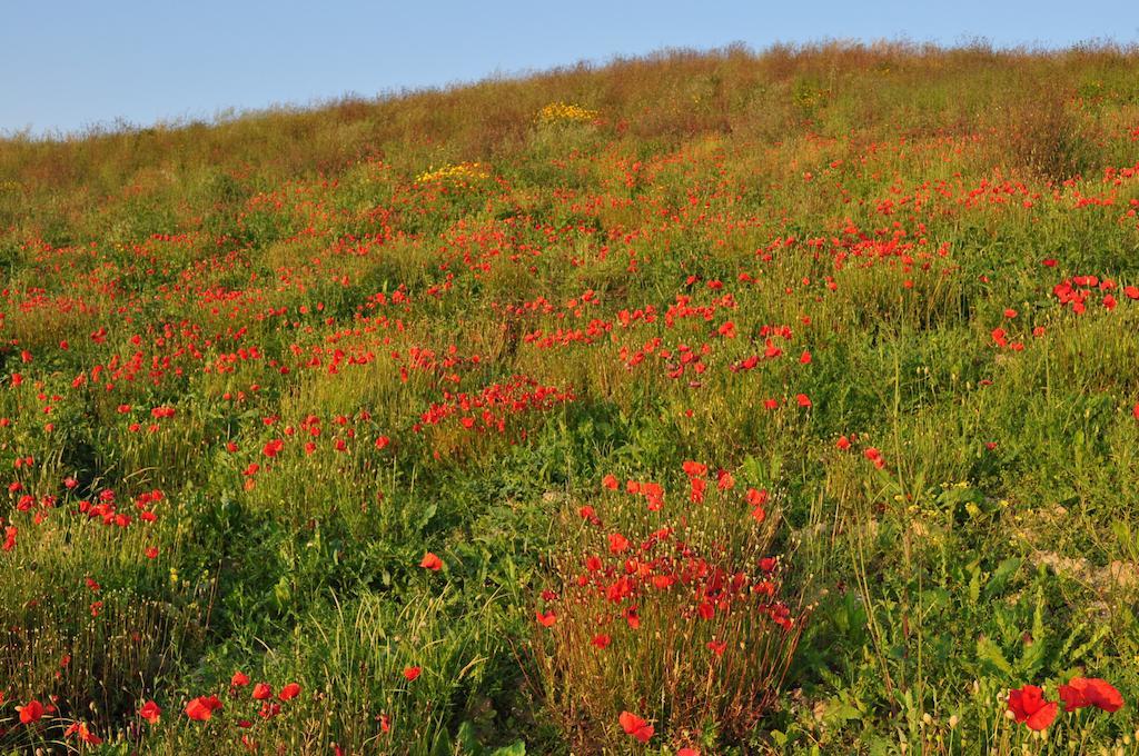 Agriturismo Il Torrione Certaldo Luaran gambar