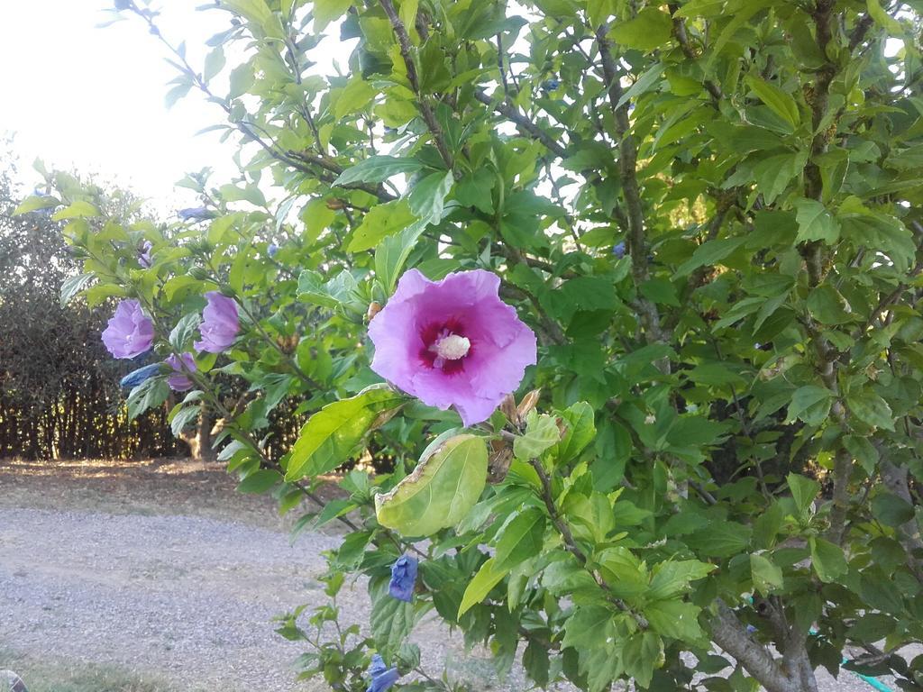 Agriturismo Il Torrione Certaldo Luaran gambar